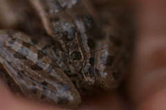 Lithobates magnaocularis