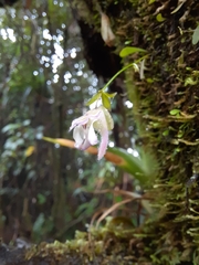 Utricularia jamesoniana