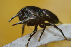 Sassacus cyaneus