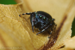 Sassacus cyaneus