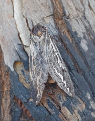 Abantiades atripalpis