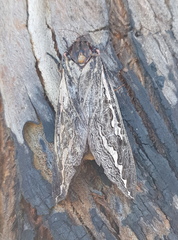 Abantiades atripalpis