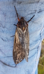 Abantiades atripalpis