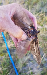 Abantiades atripalpis