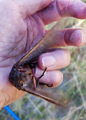 Abantiades atripalpis