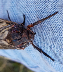 Abantiades atripalpis