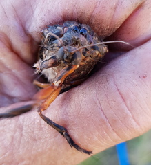 Abantiades atripalpis