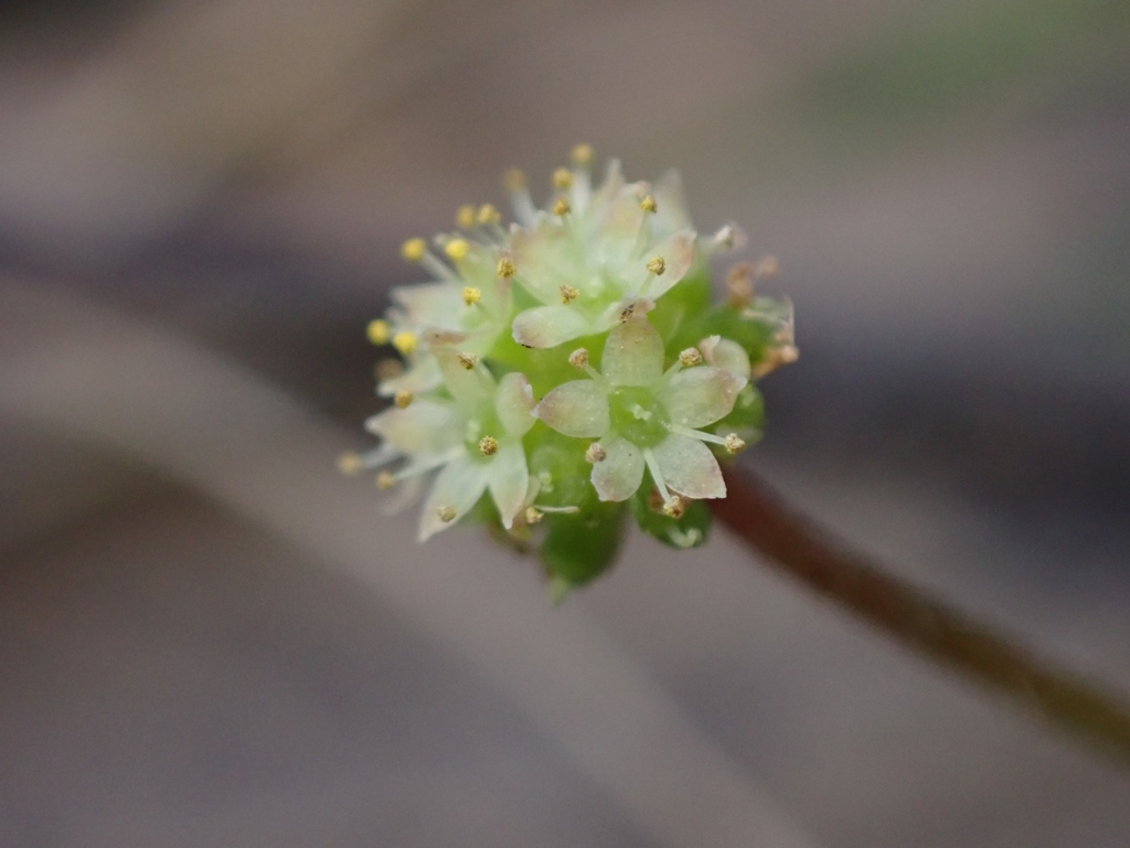Hairy Pennywort