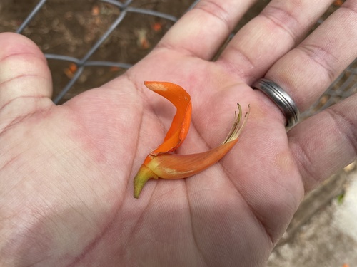 Erythrina poeppigiana - Whole tree