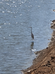 Ardea alba
