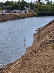Ardea alba