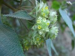 Lippia chiapasensis