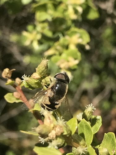 iNaturalist observation photo of Black-footed Drone Fly