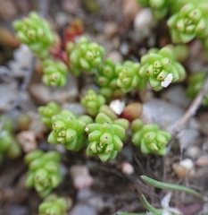 Sedum cespitosum