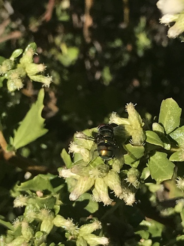 iNaturalist observation photo of Blow Flies