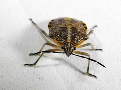 Agonoscelis versicoloratus