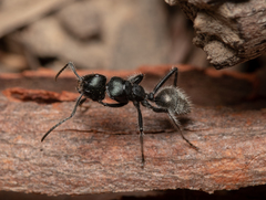 Calomyrmex albopilosus