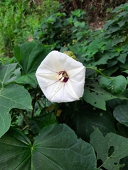 Ipomoea santillanii