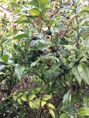 Sarcococca