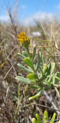 Borrichia frutescens image
