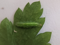 Allograpta obliqua