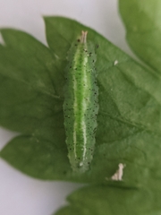 Allograpta obliqua