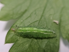 Allograpta obliqua
