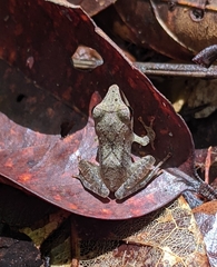 Pristimantis chiastonotus