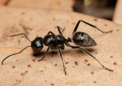 Calomyrmex albopilosus