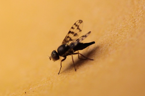Goedenia steyskali