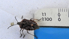 Agonoscelis versicoloratus