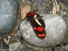 Heliconius telesiphe