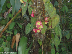 Begonia pululahuana