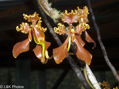 Cyrtochilum trifurcatum