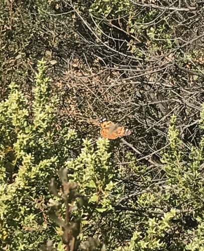 iNaturalist observation photo of Painted Lady