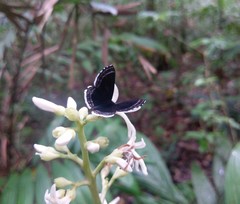 Riodinidae
