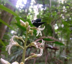 Riodinidae