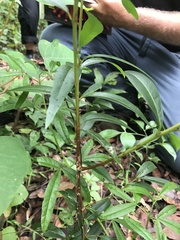 Denhamia celastroides