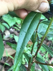 Denhamia celastroides