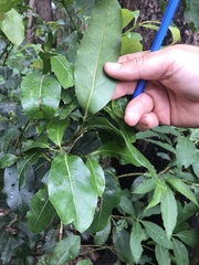 Cryptocarya glaucescens