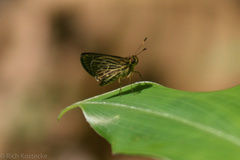 Callimormus juventus