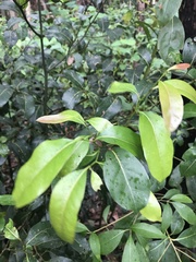 Cryptocarya glaucescens