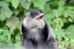 Cercopithecus mitis manyaraensis