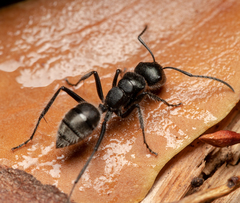 Calomyrmex albopilosus