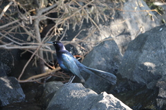 Quiscalus mexicanus