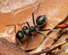 Calomyrmex albopilosus