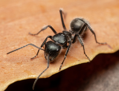 Calomyrmex albopilosus