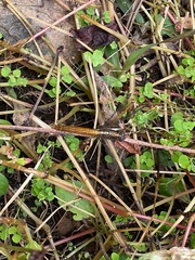 Orthetrum testaceum