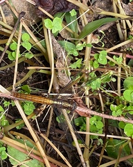 Orthetrum testaceum