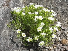 Mononeuria groenlandica